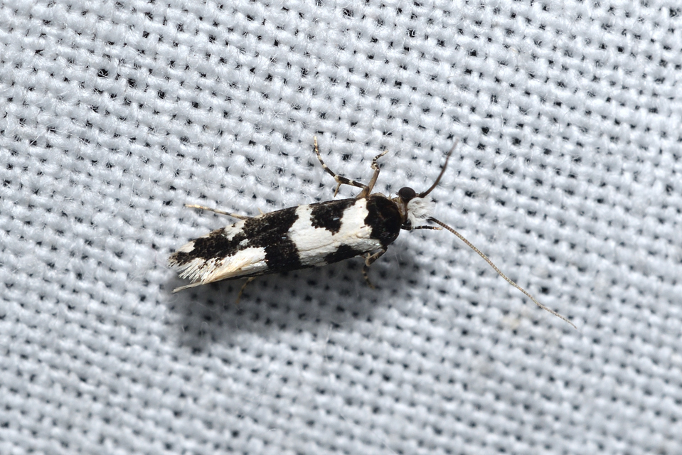 Neurothaumasia ankerella - magyarmoly