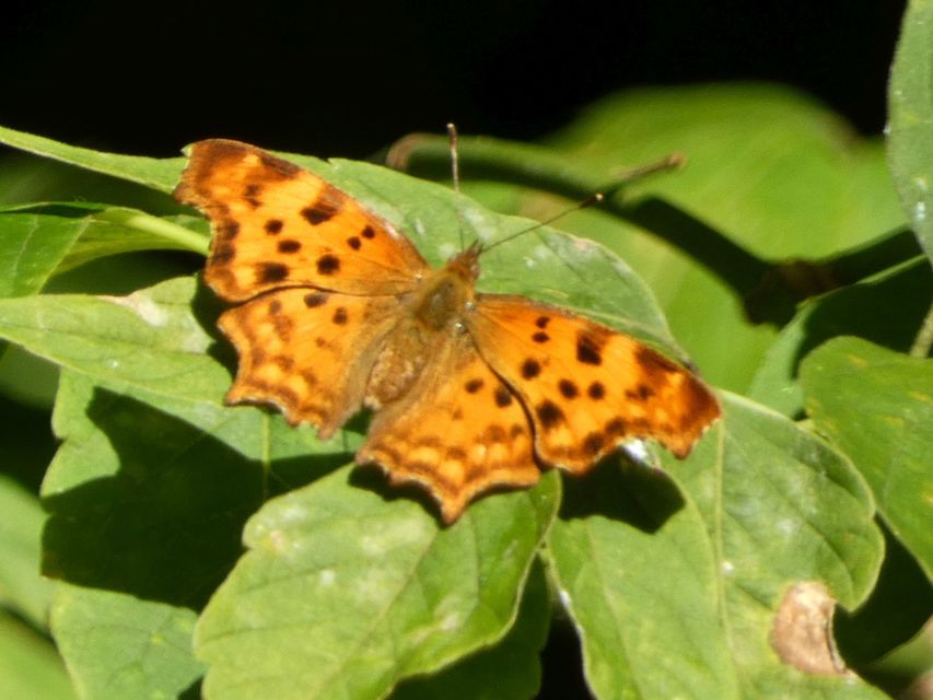 Nymphalis c-album - C-betűs lepke