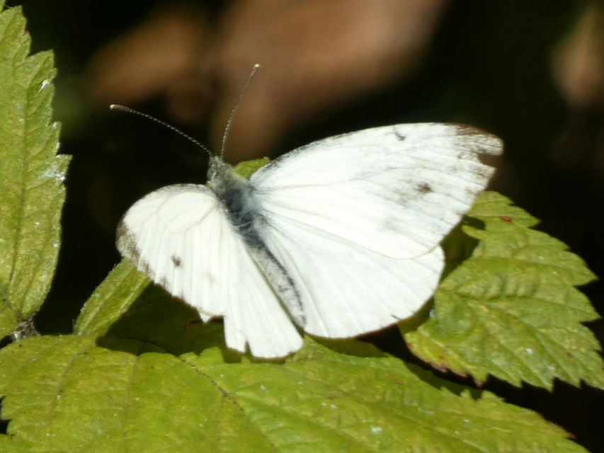Pieris napi - repcelepke
