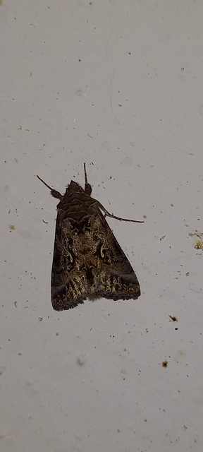 Autographa gamma - gammalepke