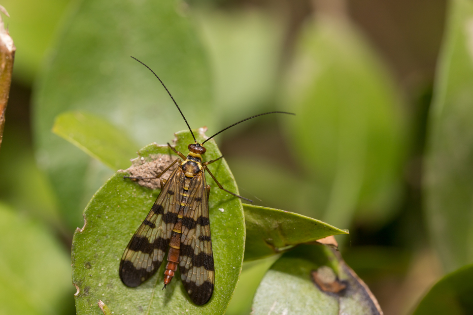 Panorpa vulgaris