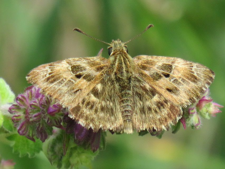 Carcharodus alceae - mályva-busalepke