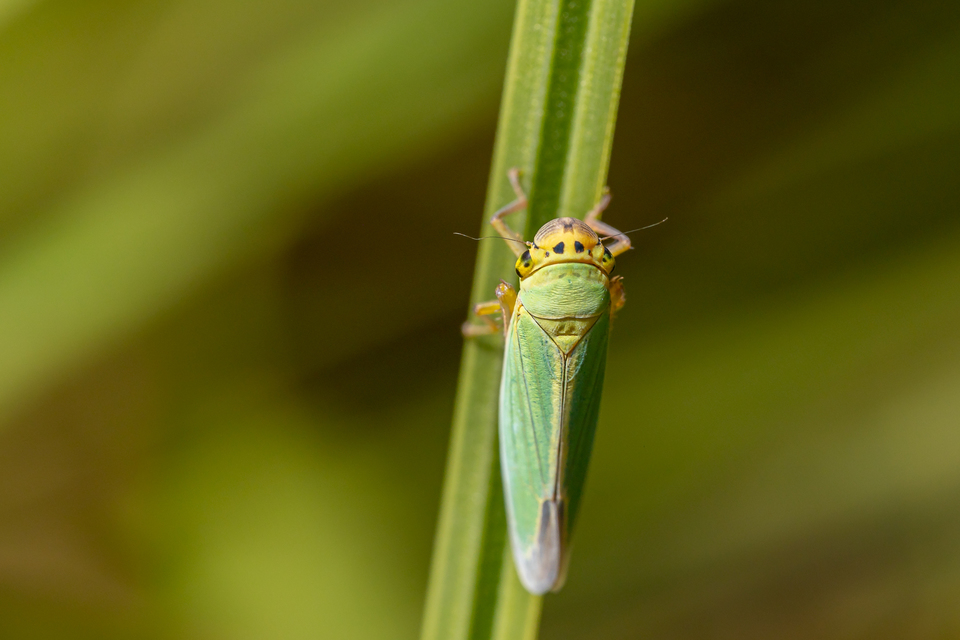 Cicadella viridis - méregzöld kabóca