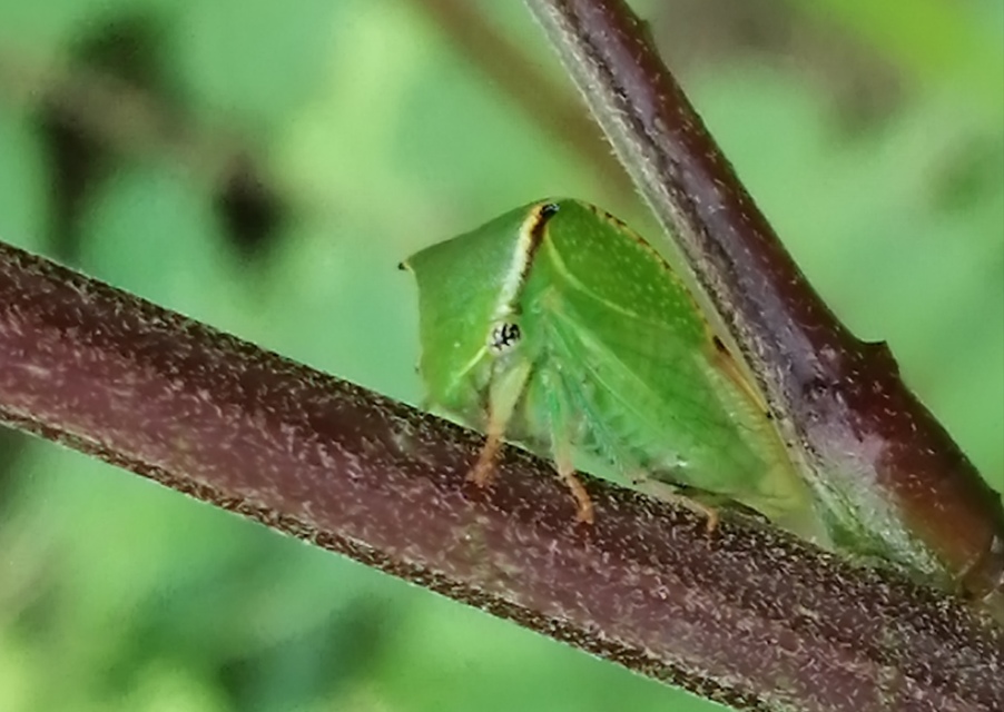 Stictocephala bisonia - bivalykabóca
