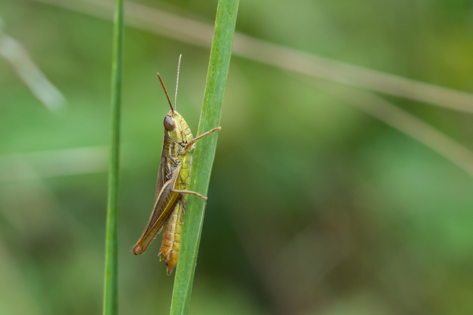 Euchorthippus declivus - rövidszárnyú rétisáska