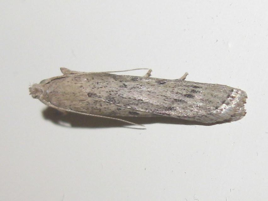 Lamoria