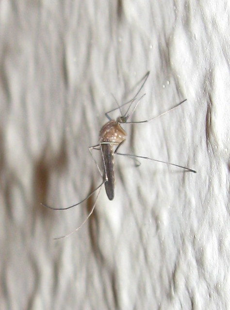 Culicidae - csípőszúnyogok