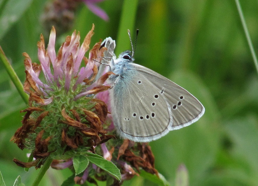 Cyaniris semiargus - aprószemes boglárka