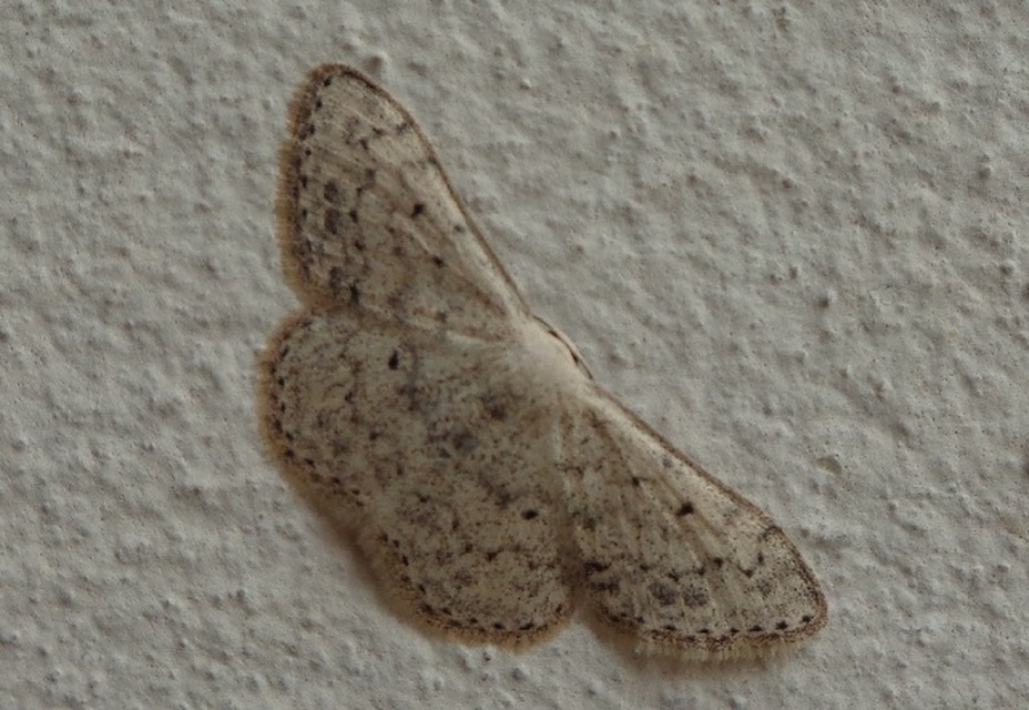 Scopula marginepunctata - pettyes sávosaraszoló Scopula marginepunctata - pettyes sávosaraszoló