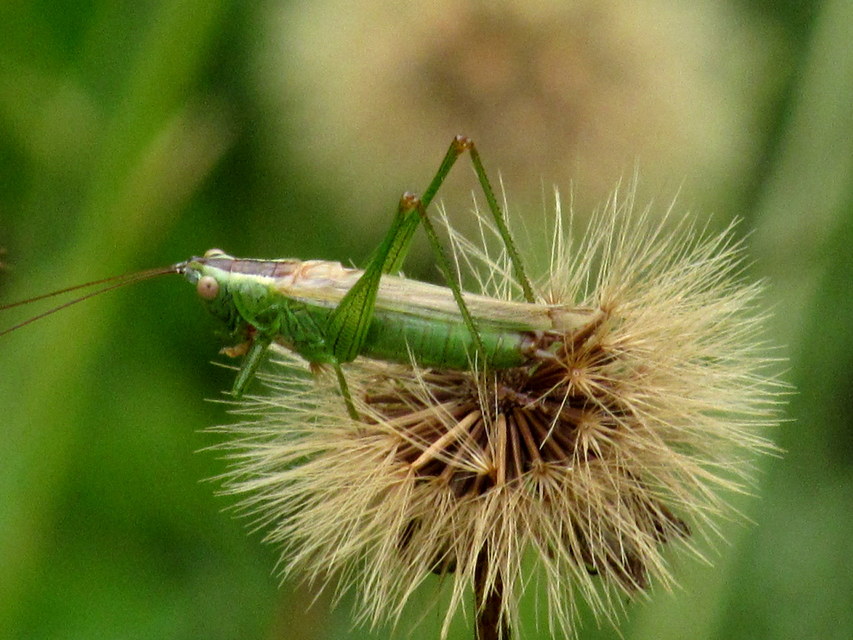 Conocephalus fuscus - kis kúpfejűszöcske