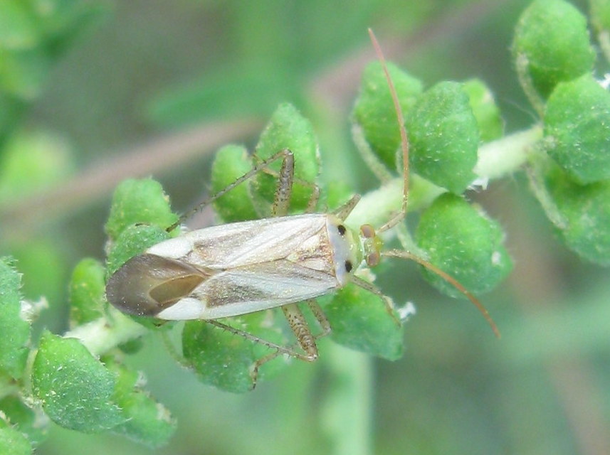 Adelphocoris lineolatus - lucernapoloska