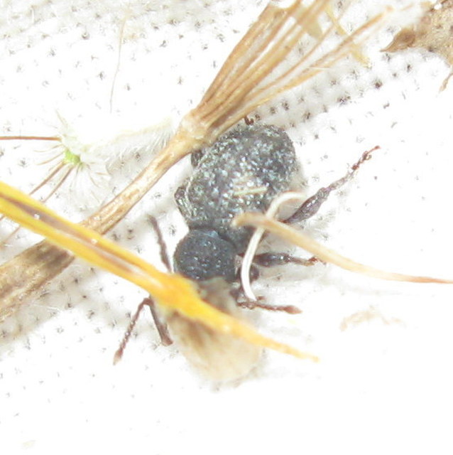 Phyllobius dispar - fémesszőrű levélormányos