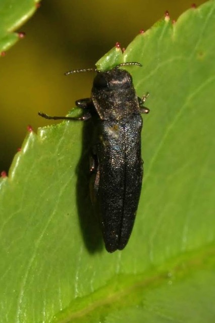 Agrilus cuprescens - földiszeder-karcsúdíszbogár