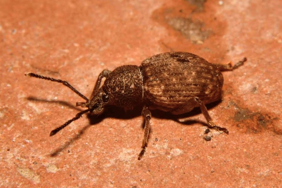 Otiorhynchus raucus - molyhos gyalogormányos