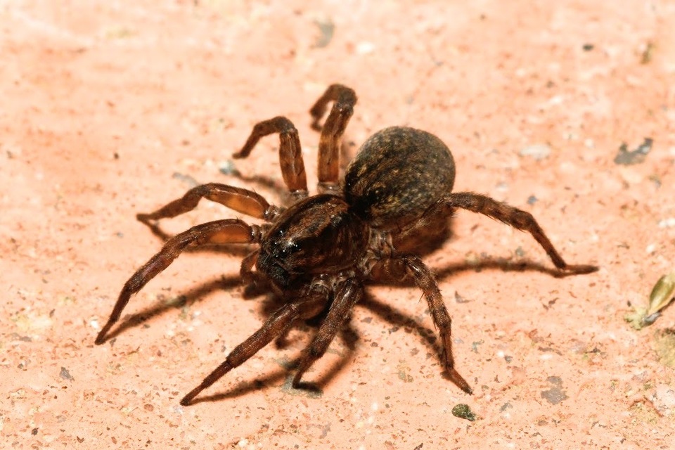 Trochosa