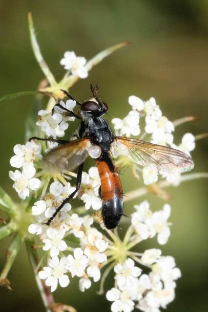 Cylindromyia intermedia