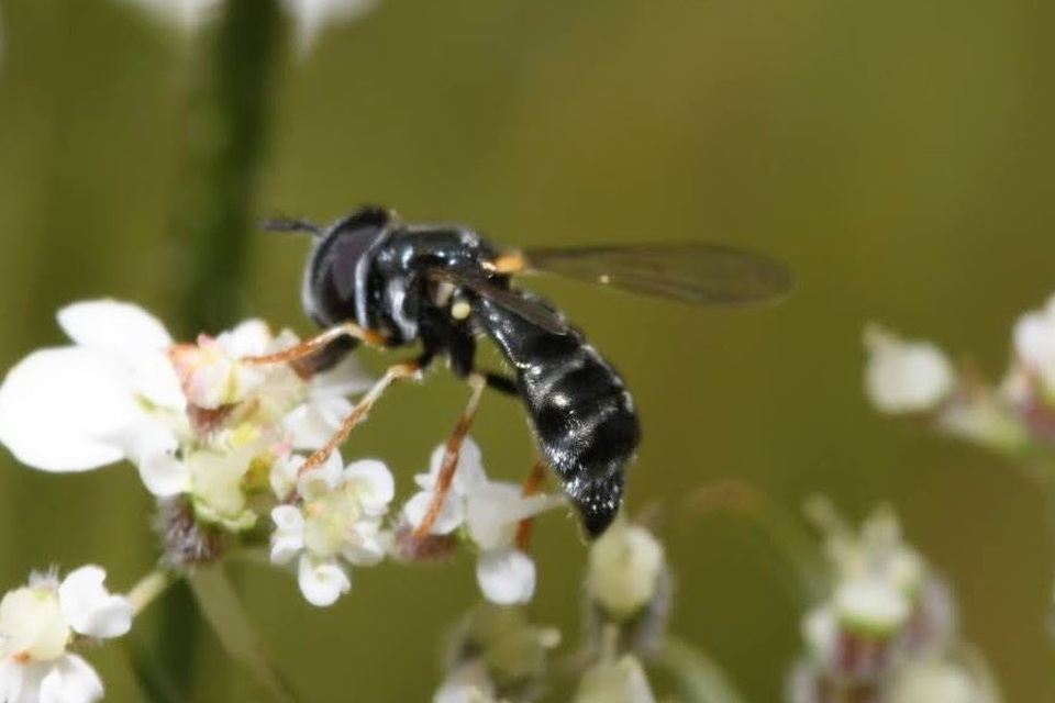 Paragus majoranae - ezüstcsíkos fenyérzengőlégy