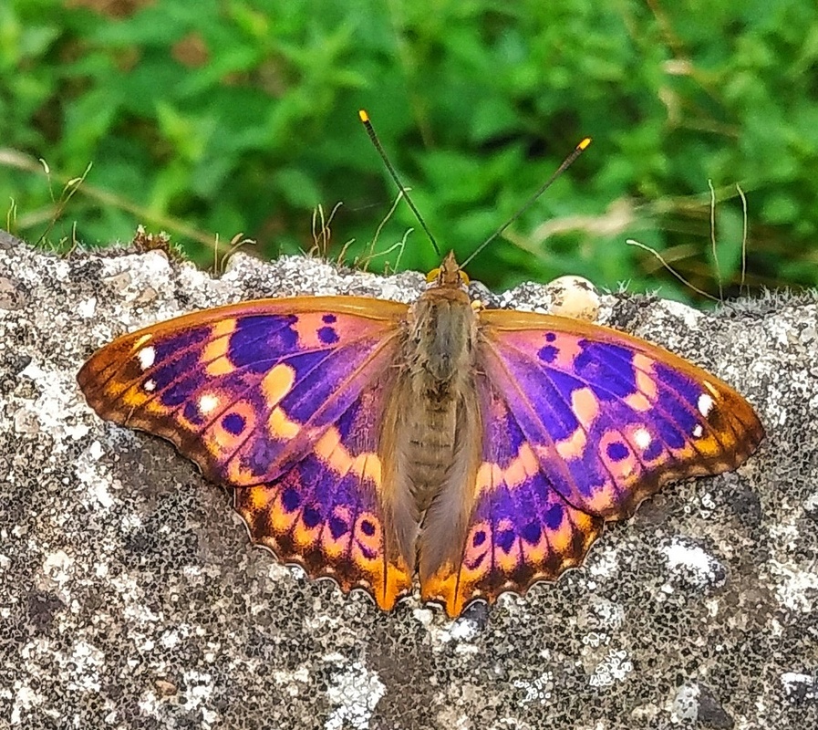 Apatura ilia - kis színjátszólepke