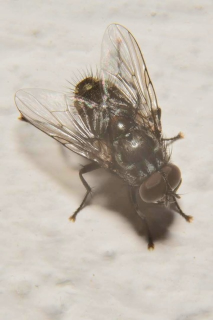 Muscina levida