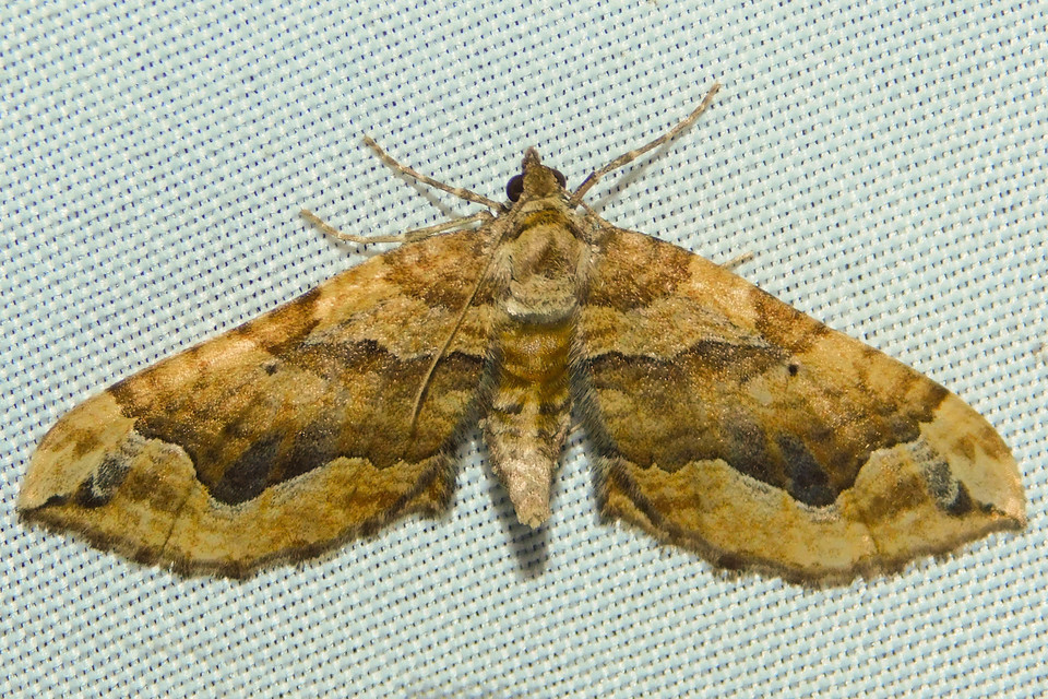 Pelurga comitata - nagy tarkaaraszoló