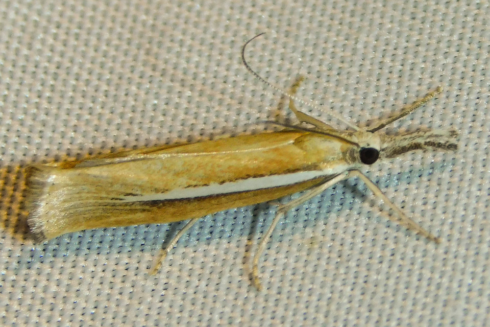 Agriphila