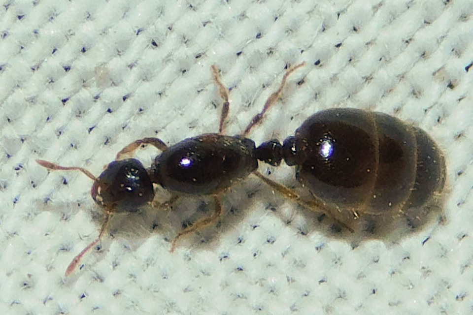 Solenopsis fugax - tolvajhangya