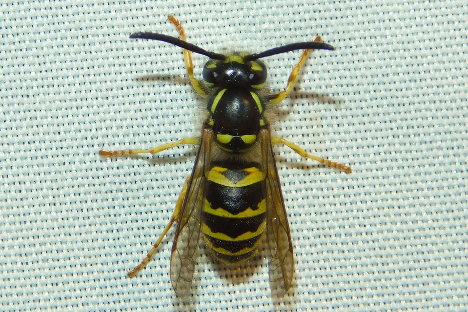 Vespula vulgaris - kecskedarázs