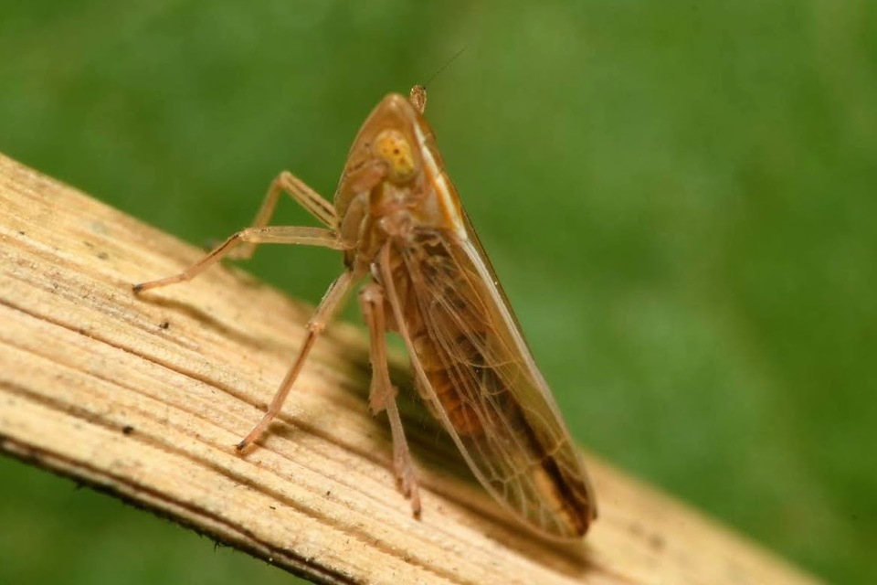 Stenocranus
