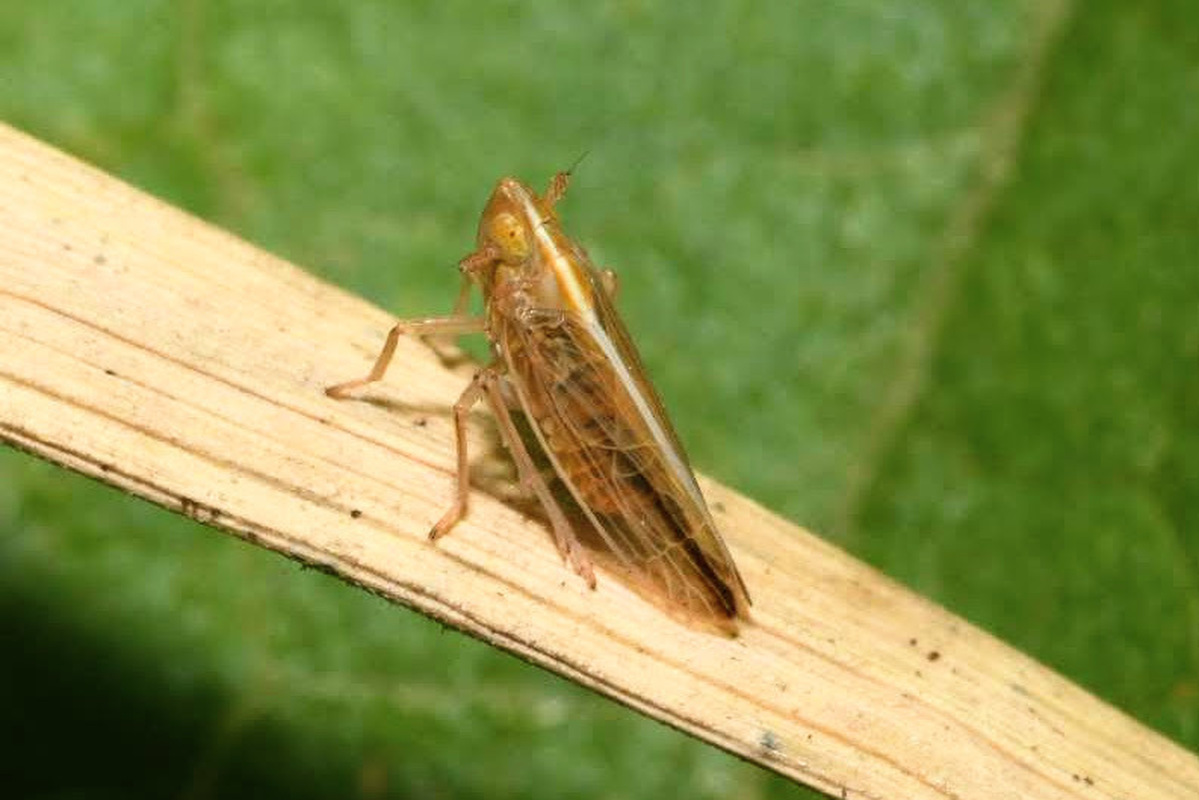 Stenocranus