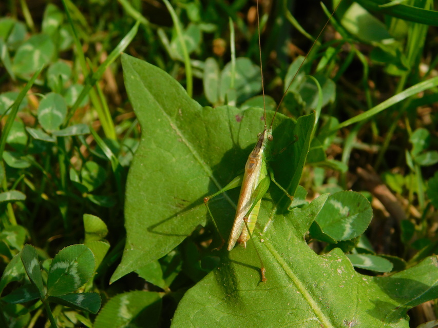 Conocephalus fuscus - kis kúpfejűszöcske