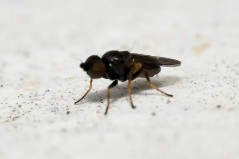 Oscinella