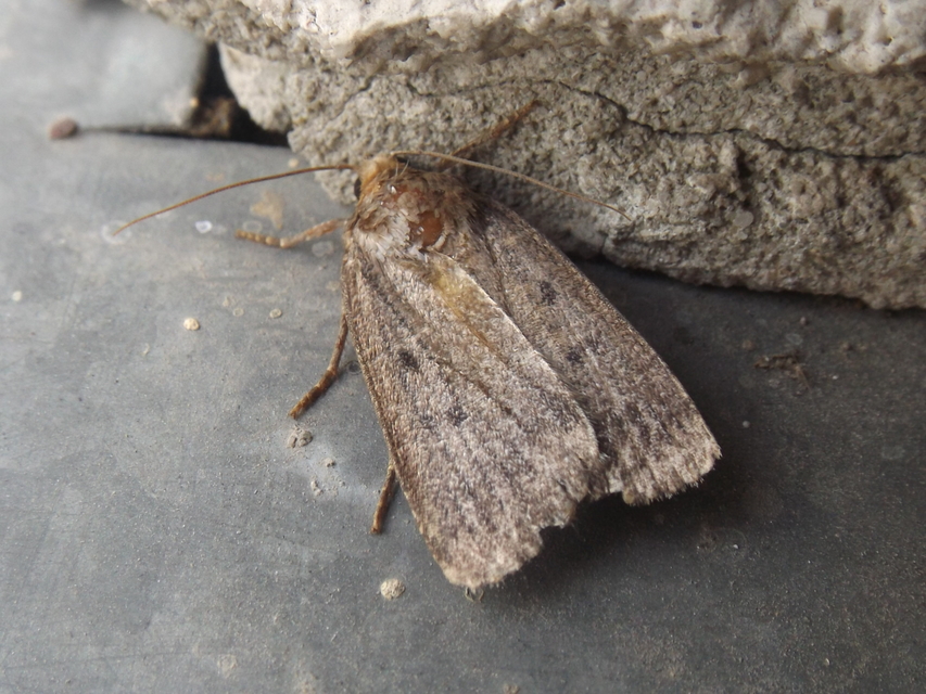 Amphipyra tragopoginis - bakszakállbagoly