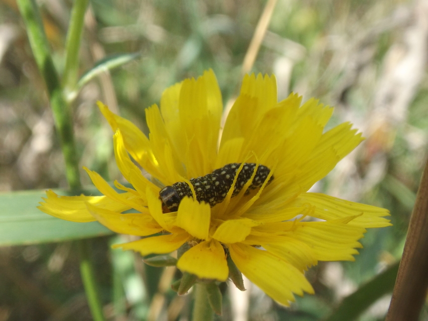 Schinia cardui - keserűgyökér-nappalibagoly