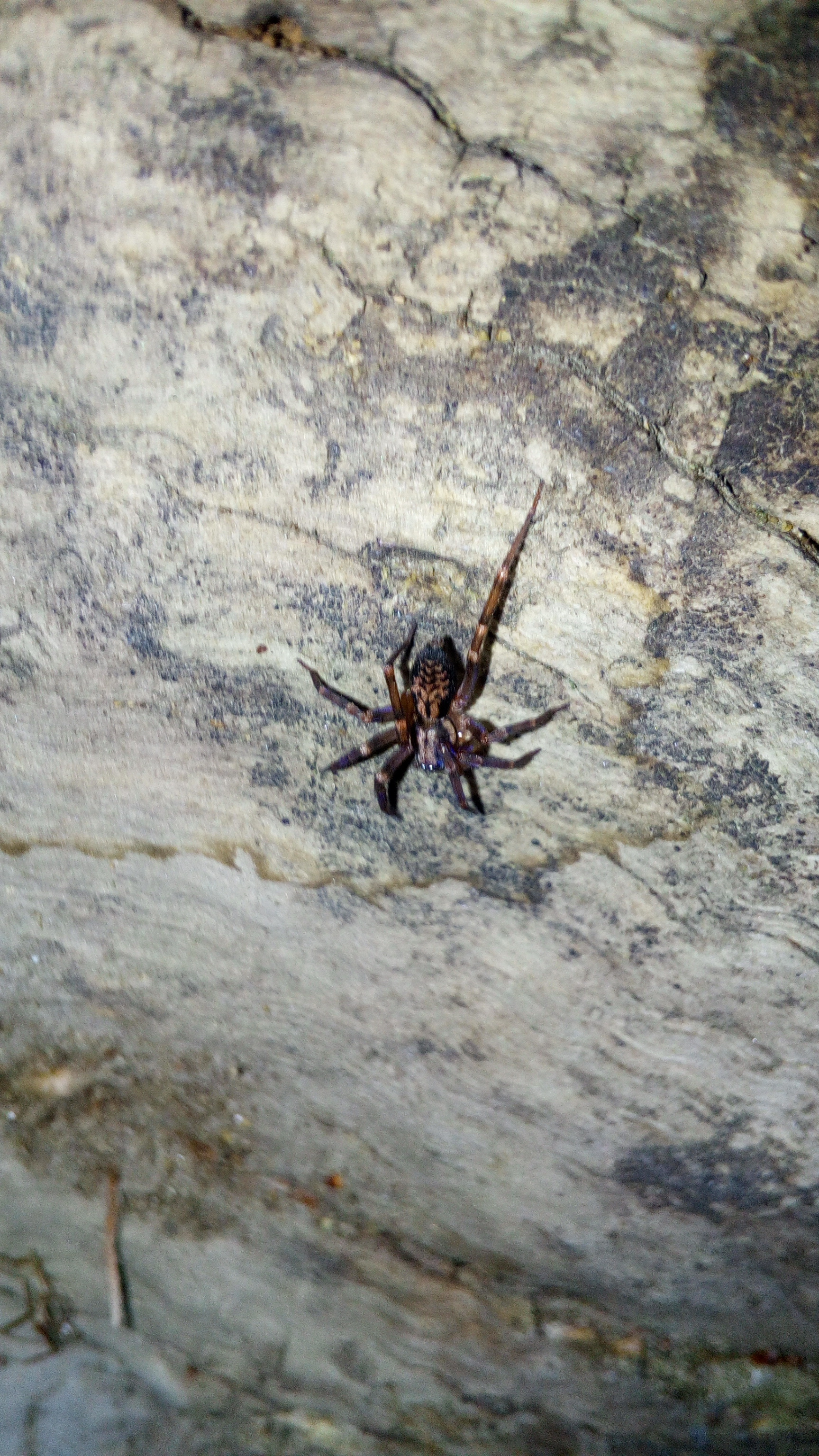 Liocranum rupicola - házaló avarpók