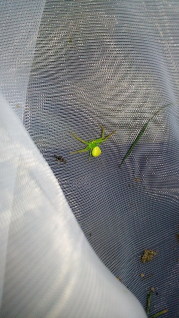 Ebrechtella tricuspidata - alakoskodó karolópók