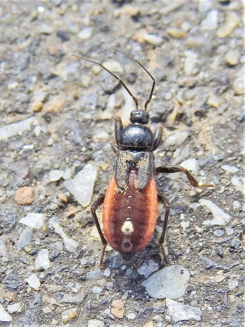 Peirates hybridus - foltos rablópoloska
