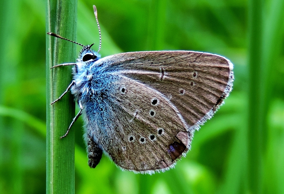 Cyaniris semiargus - aprószemes boglárka