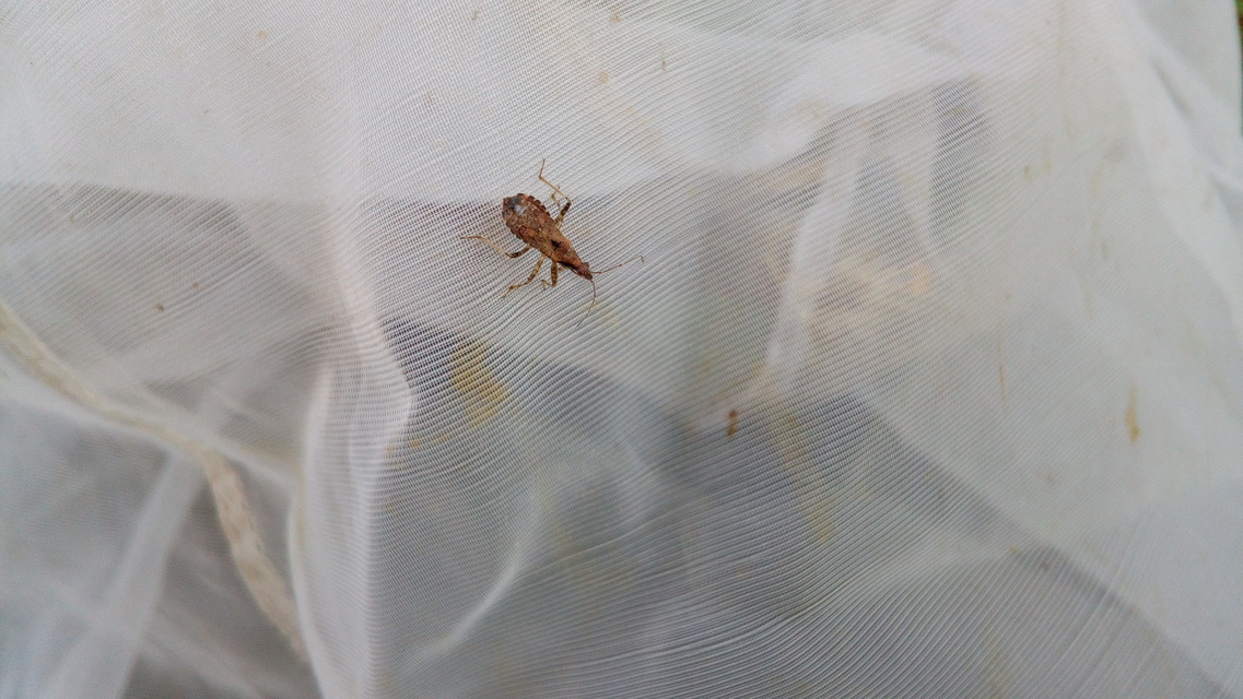 Himacerus mirmicoides - csalán-tolvajpoloska