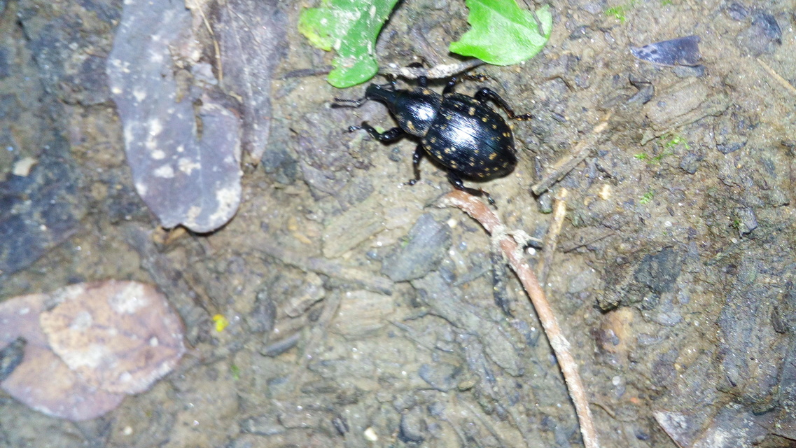Liparus germanus - német acsalapuormányos