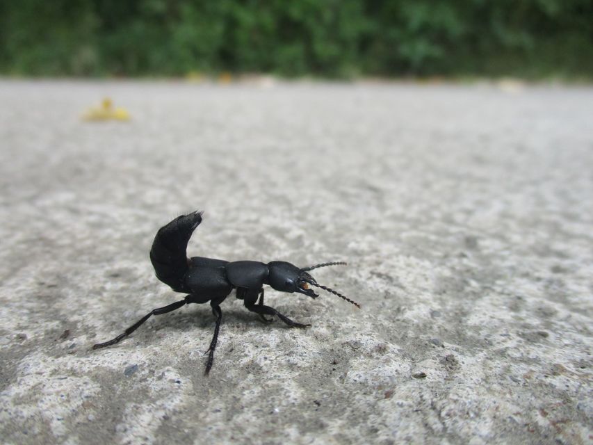 Ocypus
