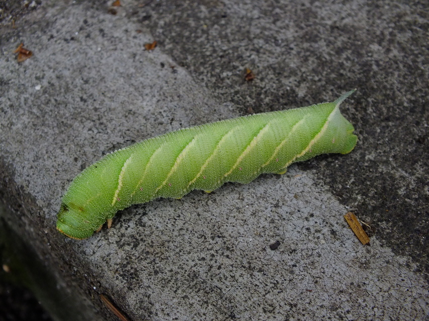 Marumba quercus - tölgyfaszender