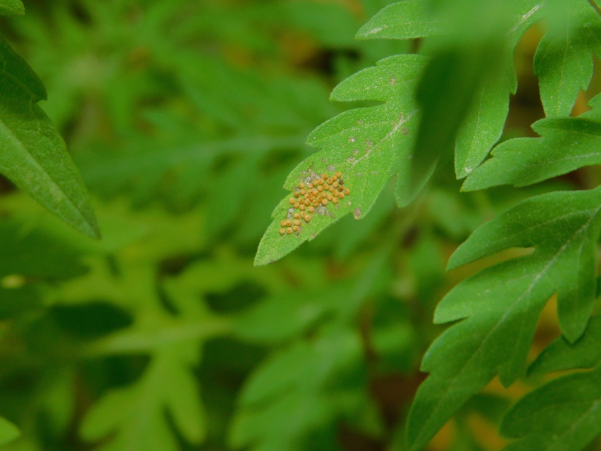 Ophraella communa - parlagfű-olajosbogár