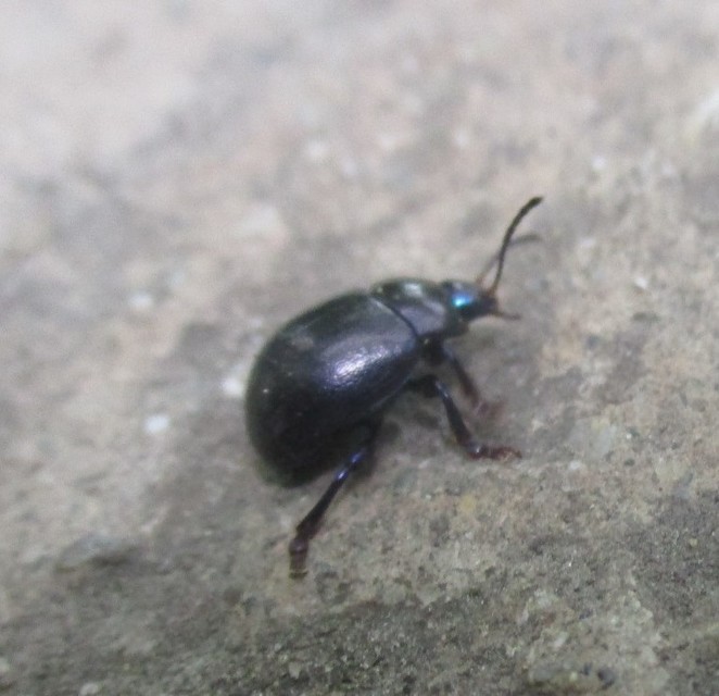 Chrysolina sturmi - vöröslábú levelész
