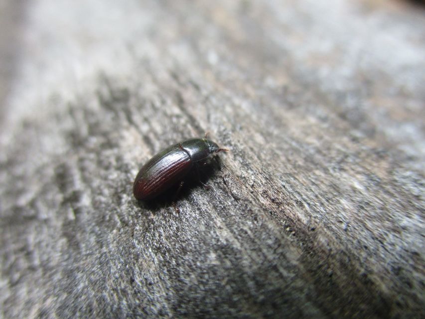 Alphitobius diaperinus
