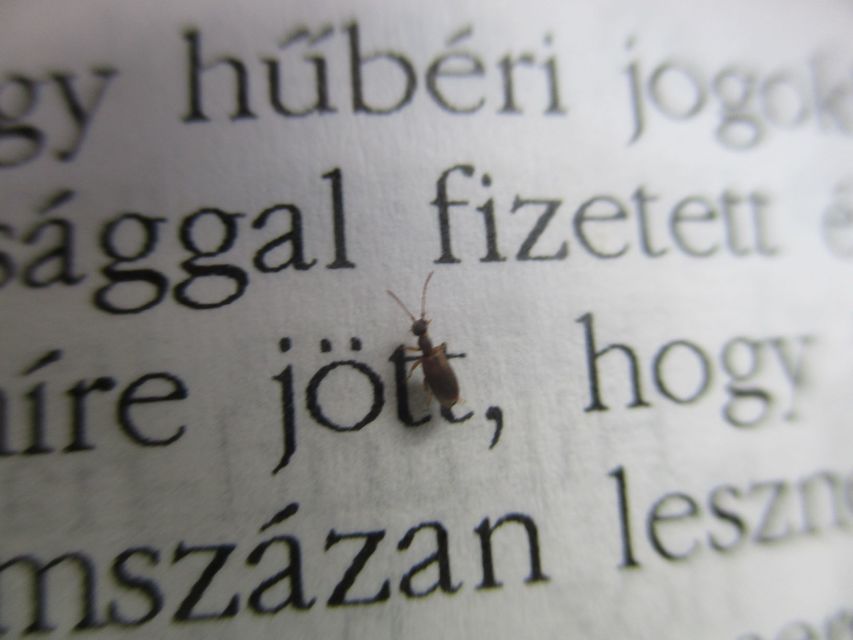 Endomia tenuicollis - keskenynyakú fürgebogár