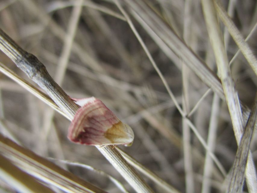 Eublemma purpurina - bíboros törpebagoly