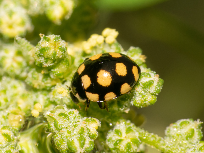 Coccinula quatuordecimpustulata - feketesárga katóka