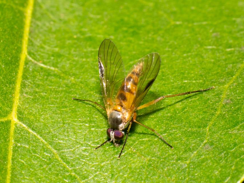 Rhagio lineola
