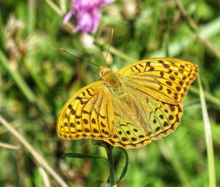 Argynnis pandora - zöldes gyöngyházlepke