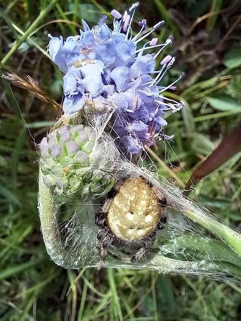 Araneus quadratus - négyes keresztespók